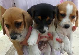 We did not find results for: Beagle Jack Russell Mix 8 Weeks For Sale In Bastrop Texas Classified Americanlisted Com