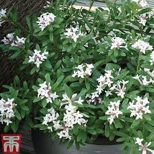 Daphne transatlantica eternal fragrance blafra. Daphne X Transatlantica Eternal Fragrance Plants Thompson Morgan