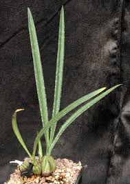 Image result for Oeceoclades