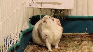 There are many ways to make your own hay rack, but i find this one the simplest and not to mention it's recycling! Guinea Pigs Enjoying A Diy Hay Rack Youtube