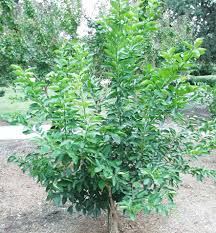 Image result for Citrus × aurantiifolia