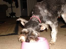 Canidae and blue buffalo both provide roughly the same amount of crude fiber. Healthy Dog Food Blue Buffalo Vs Taste Of The Wild Pethelpful