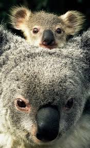 Koala And Joey Flickr Photo Sharing Explore The World With Travel Nerd Nici One Country At A Time Http Cute Animals Baby Animals Cute Baby Animals