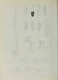 Image result for Monanthotaxis poggei