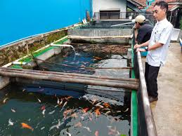 Tapi kalau ikan koi sedang dilanda masalah, ia akan berdiam diri. Budidaya Ikan Koi Lebih Menguntungkan Kabupaten Sumedang