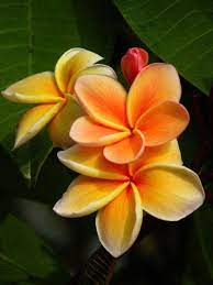 Hawaii is also home to some of the best floral fragrances in the world. Pin On Flower Perfection