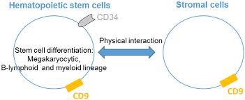 Parent are around and you dont want them to see or know what you are texting, or putting on a website like fb, you send cd9 to alert them not to say or put anything that could. Frontiers Cd9 Tetraspanin A New Pathway For The Regulation Of Inflammation Immunology