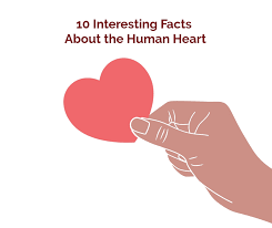 If you paid attention in history class, you might have a shot at a few of these answers. 10 Interesting Facts About The Human Heart Health Beat