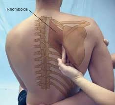 Pin On Yoga Asanas Anatomy