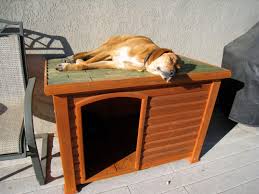 Golden retriever rescue dogs can be a great option to add a new pet to your family, without the hard work of training a ben was a victim of a house fire and his owners had to move to an apartment that did not allow pets. Dog Houses 101 How To Choose The Best Dog House Or Build Your Own The First Time Dog Owner Guide