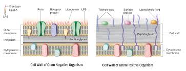 Gram Staining Principle Procedure Interpretation And