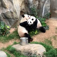 All pictures and videos belong to their owners instapandacool@gmail.com @chubbycheekclub dm for credit/removal. Finally Some Privacy After 10 Years Giant Pandas Mate In Shuttered Zoo The New York Times