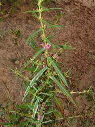 Image result for Ammannia baccifera