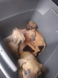 The pitbull puppies is small but substantial in build with a powerful muscular body. American Pit Bull Terrier Puppies For Sale Elizabethtown Ky 254632