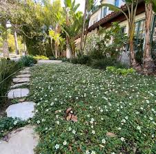 Image result for Fragaria chiloensis