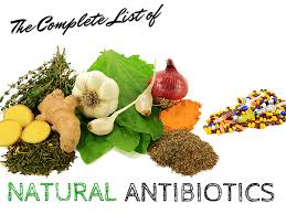 Image result for 6 Natural Herbs as Antibiotics