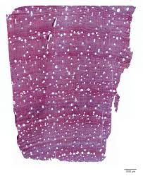 Image result for Dalbergia fischeri