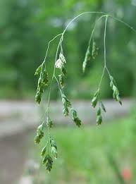 Image result for Poa leptoclada