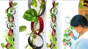 Pin On Money Plant