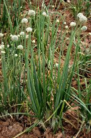 Image result for Alliaceae