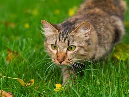 Why do people use lavender essential oil on cats? Cat Deterrents How To Keep Cats Out Of Your Garden Saga
