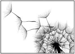 Alle schwarzweißbilder können kostenlos heruntergeladen und auch kostenlos für kommerzielle zwecke verwendet werden. Modernes Schwarz Weiss Bild Von Pusteblume Lowenzahn Bild Pusteblume Bilder Blumen Schwarz Weiss