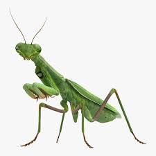 Mantis Religiosa Large Hemimetabolic Insect 3d Model Ad Large Religiosa Mantis Model In 2020 Praying Mantis Insects Insect Art