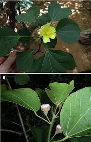 Image result for Kosteletzkya grantii