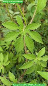 Image result for Ipomoea pes-tigridis