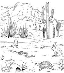 How Animals Adapt To Desert Life Desert Art Desert Drawing Desert Plants