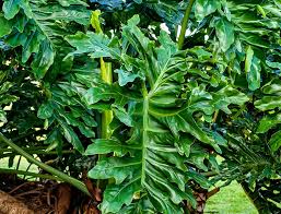 Image result for Dipcadi platyphyllum