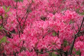 Find Plants Squak Mt Greenhouses Nursery Azaleas Azalea Flower Broadleaf Evergreen