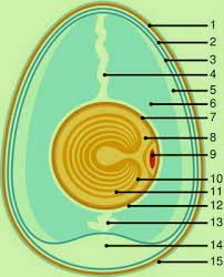 Free online drawing application for all ages. Egg Labelled Diagram Vetchick