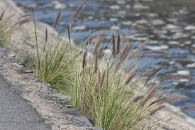 Image result for Cenchrus setaceus