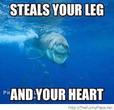 Posts About Shark Memes On Shark Dreams Sharks Funny Shark Jokes Shark Pictures