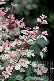 Breynia Nivosa Rosea Picta Australian Native Flowers Spring Plants English Garden Design