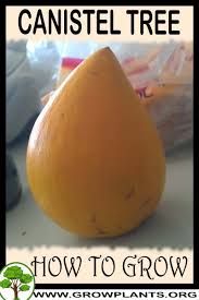 It can be cultivated on soil considered too thin and poor for most other fruit trees. Canistel How To Grow Care