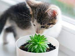 Cactus cat catctus kitty meow mew plantcreature sketchthis. Succulents For Cats Dogs Safe Or Toxic Mountain Crest Gardens