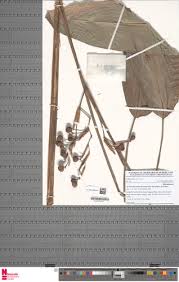 Image result for Sarcophrynium prionogonium