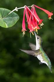 Hummers like blossoms with lots of concentrated nectar, preferring sucrose. 10 Red Flowers That Attract Hummingbirds