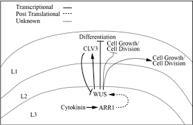 Maybe you would like to learn more about one of these? Cell Based Model Of The Generation And Maintenance Of The Shape And Structure Of The Multilayered Shoot Apical Meristem Of Arabidopsis Thaliana Springerlink