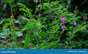 Image result for Tephrosia polystachya