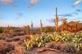 Also called cylindropuntia spinosior, the walkingstick cactus should by no means actually be used as a walking stick. Tonto National Forest A Camper S Guide