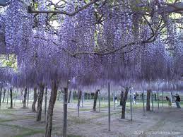 和気公園 藤まつり | イベント・お祭り | 霧島市観光サイト Visit Kirishima