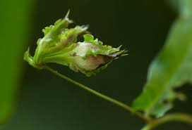 Image result for Xenostegia alatipes