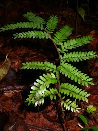 Image result for Copaifera baumiana