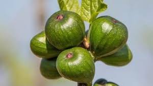 La Bonne Adresse Gourmande De France Bleu Azur Patrick Blancon Producteur De Figues A Sollies Pont Seule Figue Aop Bio