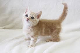 ALL動物病院行徳