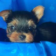 This rescue hasn't posted any pets that match these criteria. Oregon Made Yorkies Home Facebook