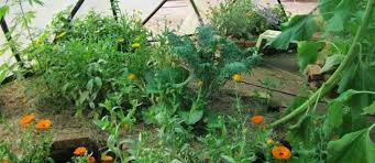 We describe all information about home garden design and many more tips for your amazing garden. Guilds For The Small Scale Home Garden The Permaculture Research Institute
